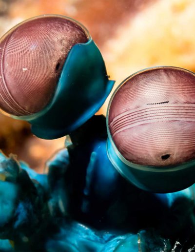 Mantis Shrimp by Heinz Erich Zappel