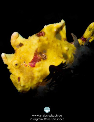 Yellow Warty Frogfish by Anais Niesbach (Anglerfisch)
