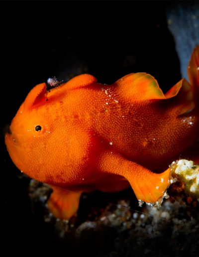 Juvenile Painted Frogfish by Raymond Wennekes (Anglerfisch)