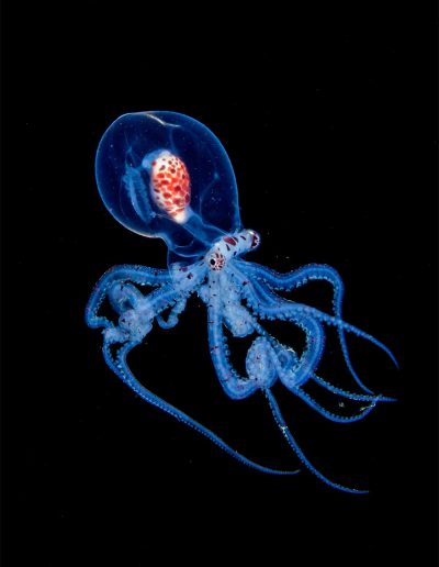 Larval Wonderpus Octopus by Raymond Wennekes )(Larve Wonderpus Octopus )