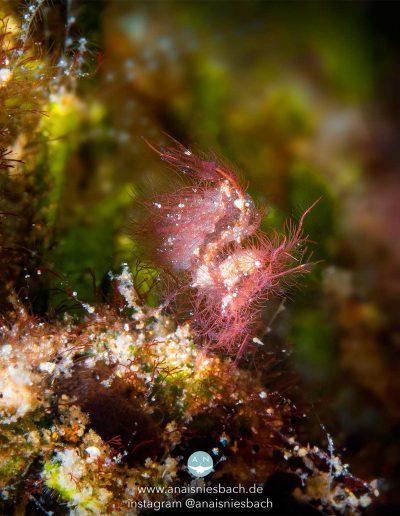 Hairy Shrimp by Anais Niesbach