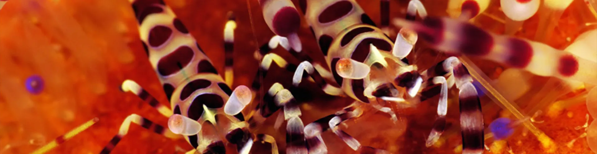 Buceo Anilao Beach & Dive Resort — Anilao Macro & Blackwater Diving